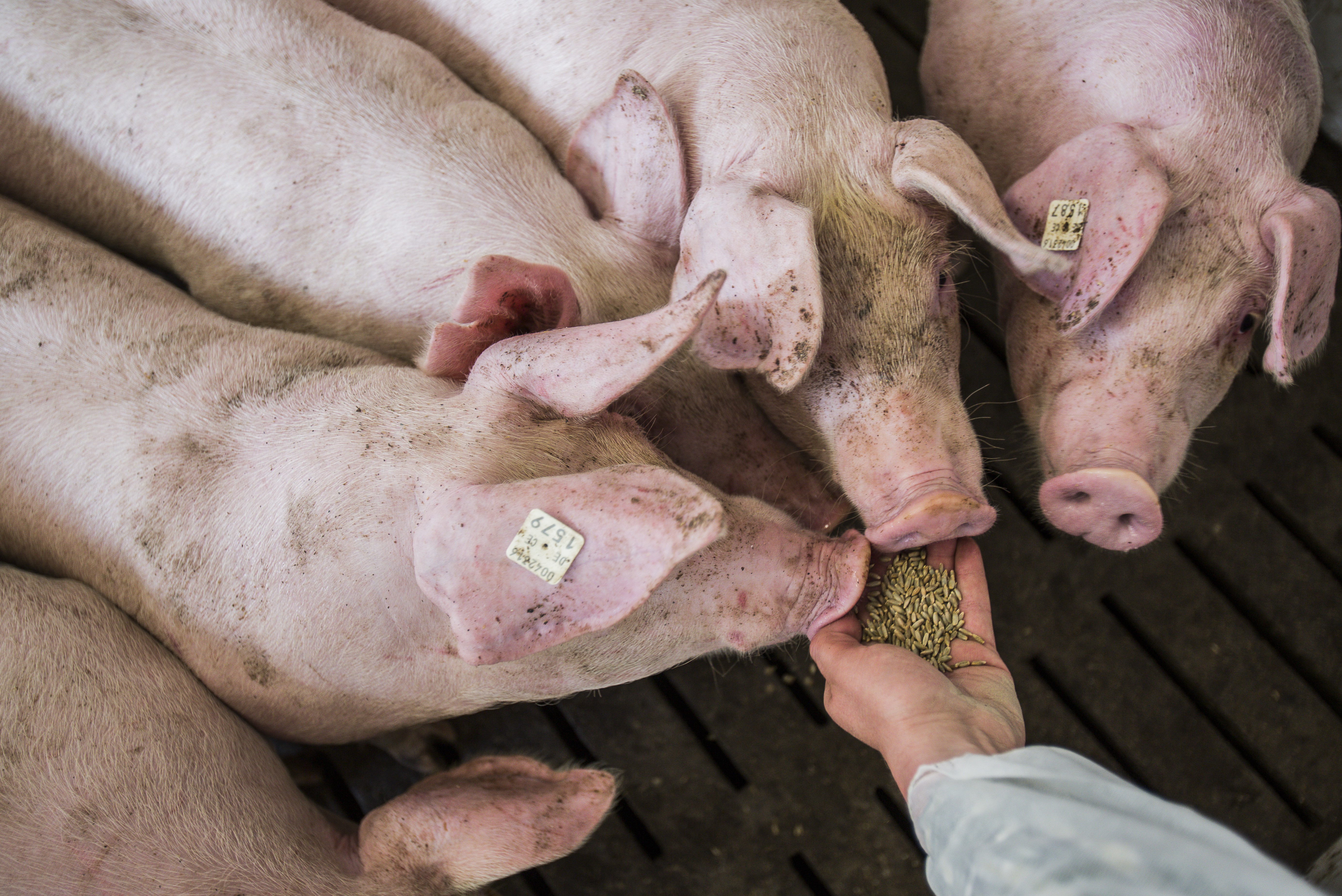 Rye-rich feed mixes can reduce CO2 emissions in pork production by more than 20%