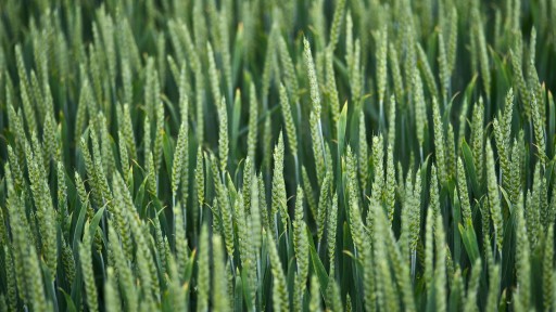 KWS Wheat - wheat varieties : spring and winter wheat varieties. 