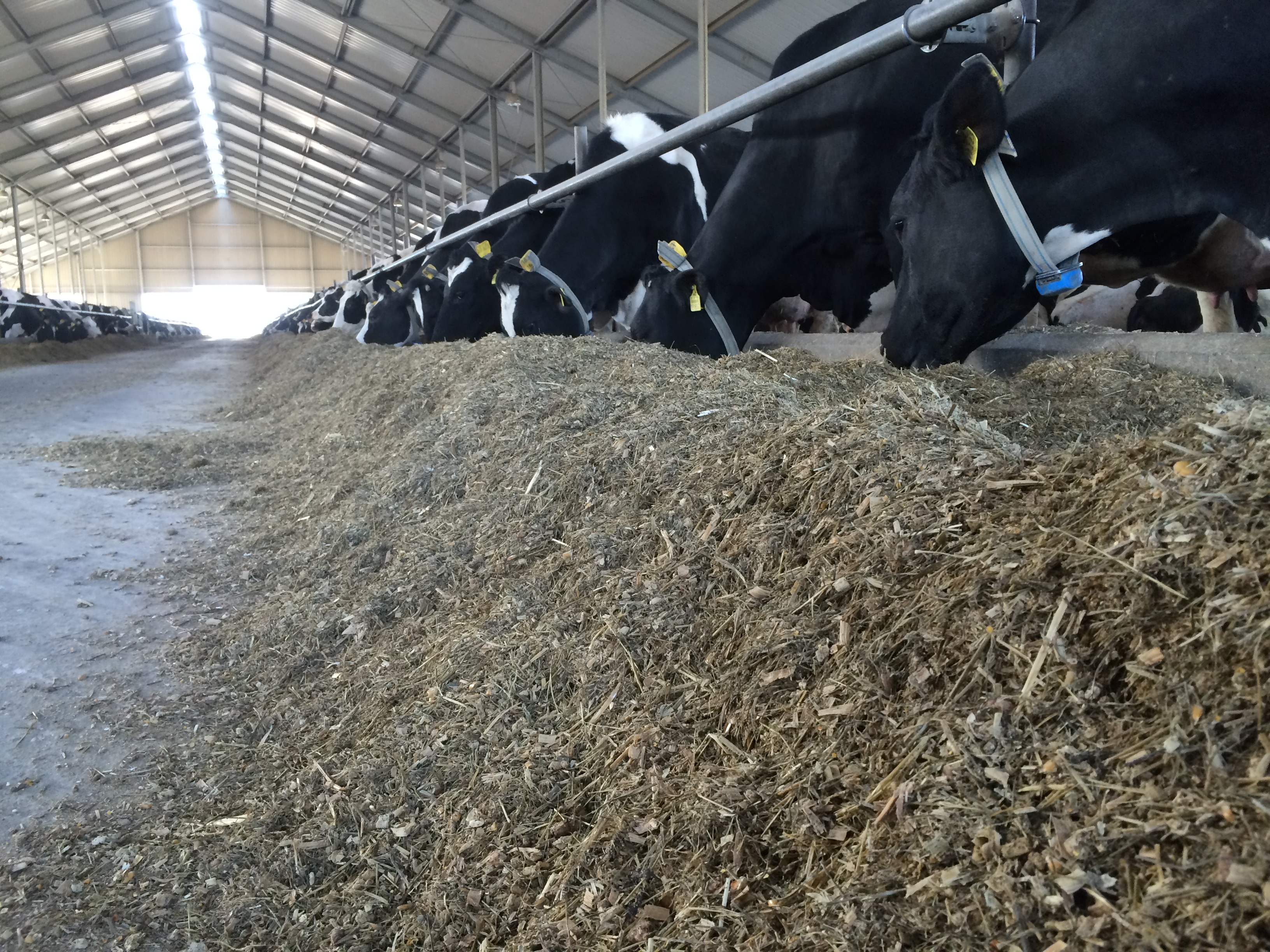 Cows are fed maize silage, which is a great cattle feeding product. 