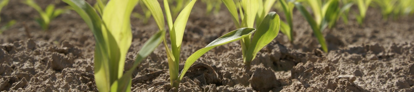 Feldaufgang Mais. Maissaat, mais säen zeitpunkt, wann mais säen.