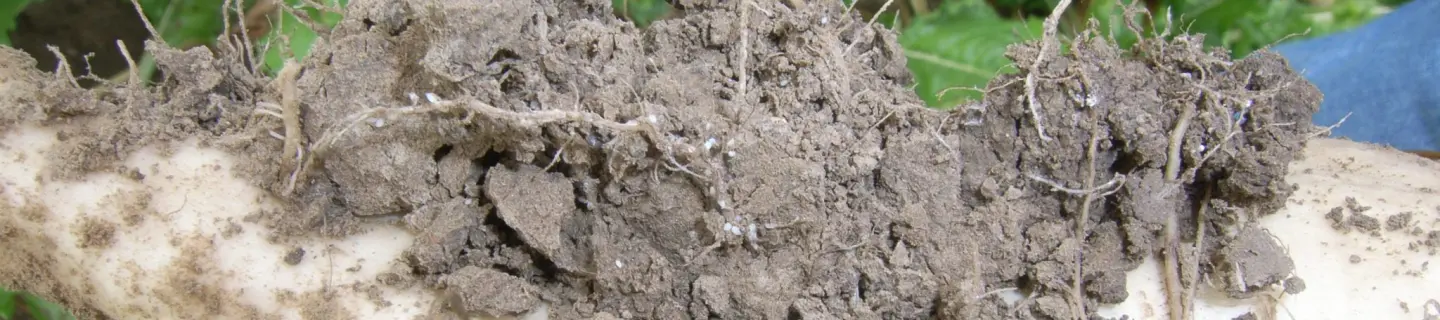 Nematodi Parassiti Gestione Della Crescita Delle Piante Consulenza Kws Saat Se Co Kgaa