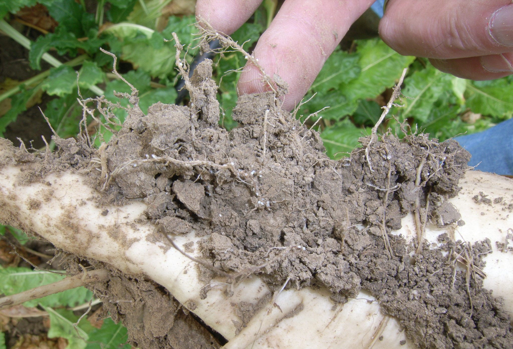 Nematode cysts using sugarbeet as an example 