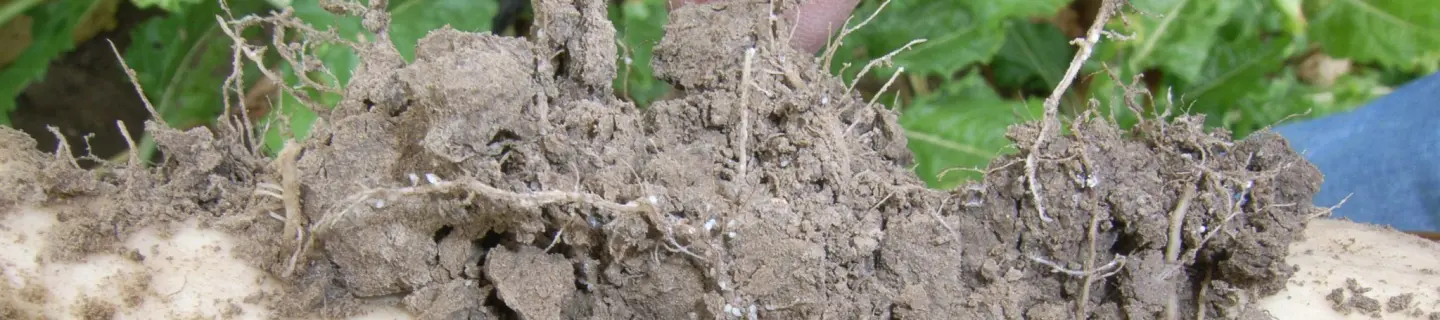 Nematode cysts using sugarbeet as an example 