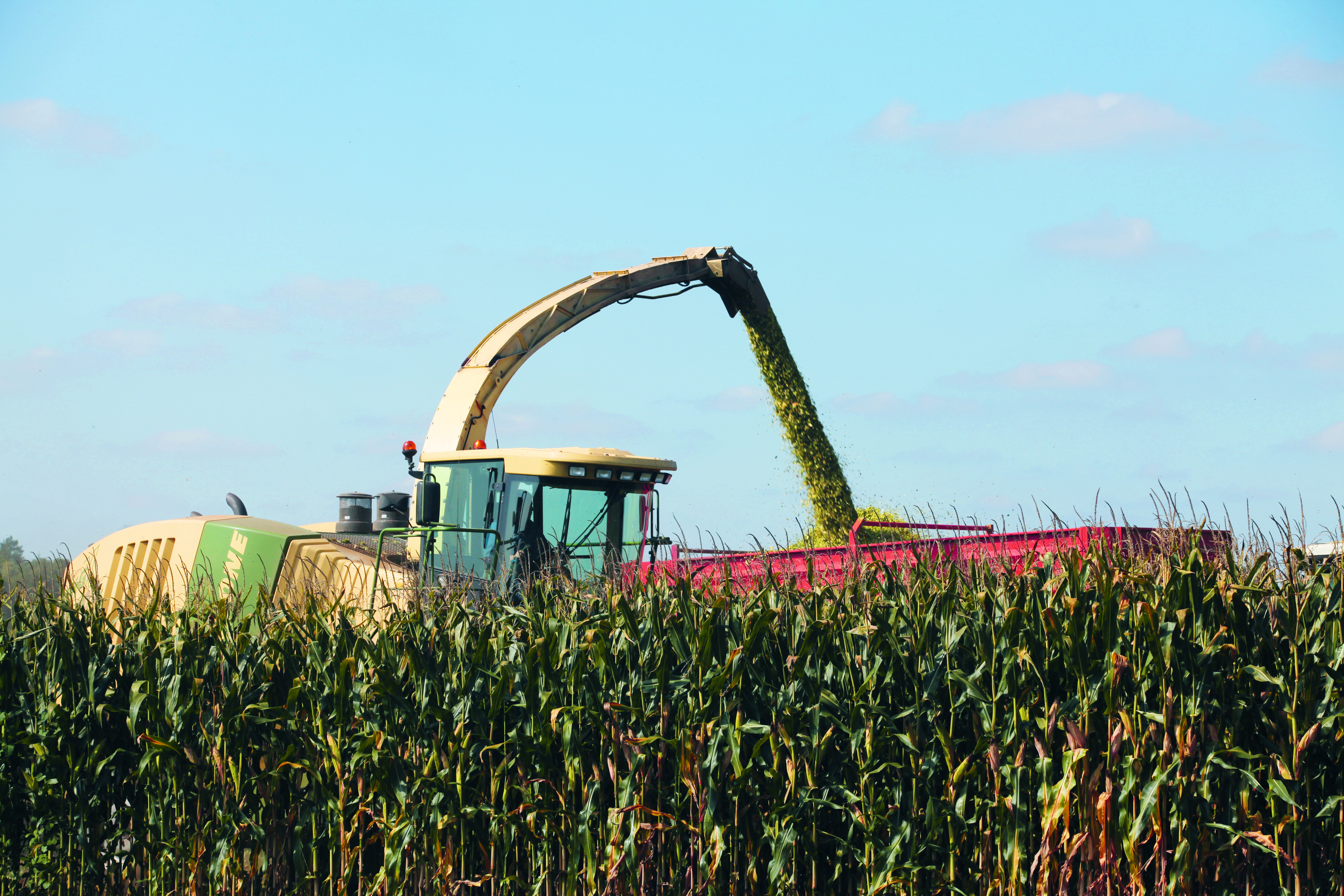 harvesting, grain maize uk