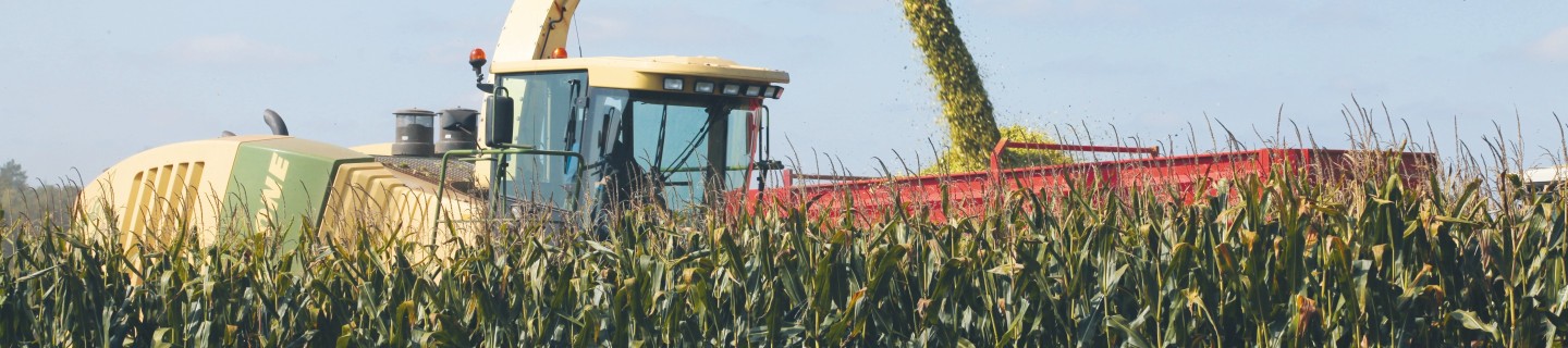 harvesting, grain maize uk