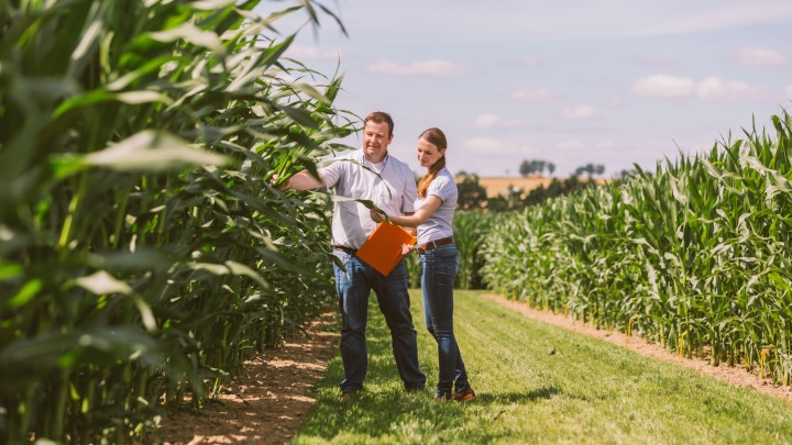 Advisor in the corn field in sunshine