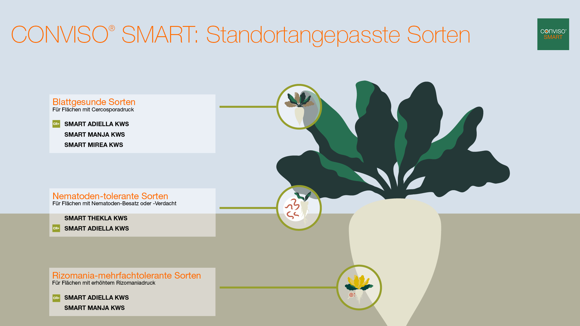 Standortangepasste Sortenwahl Zuckerrüben CONVISO SMART