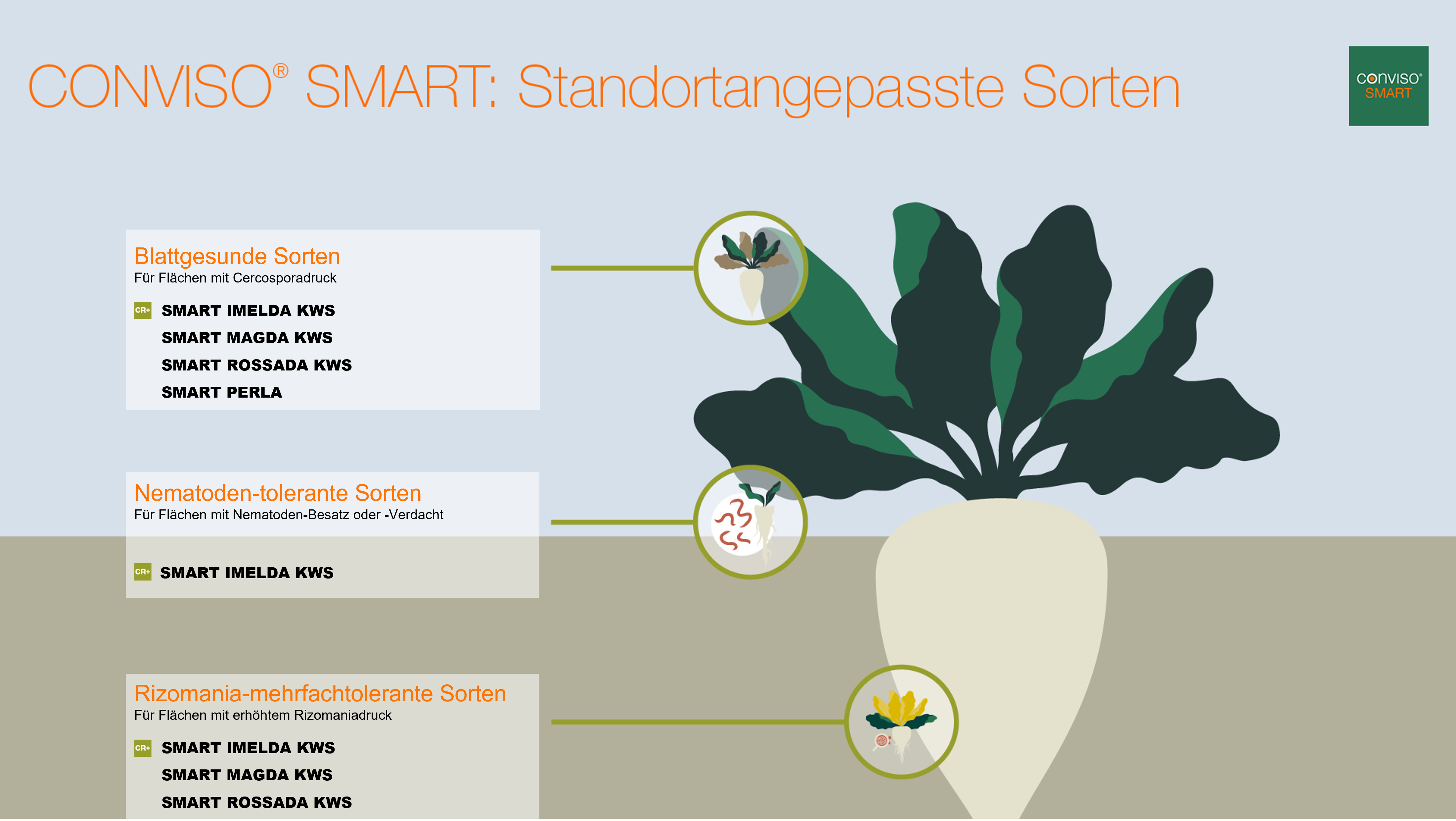 Standortangepasste CONVISO Sorten Österreich