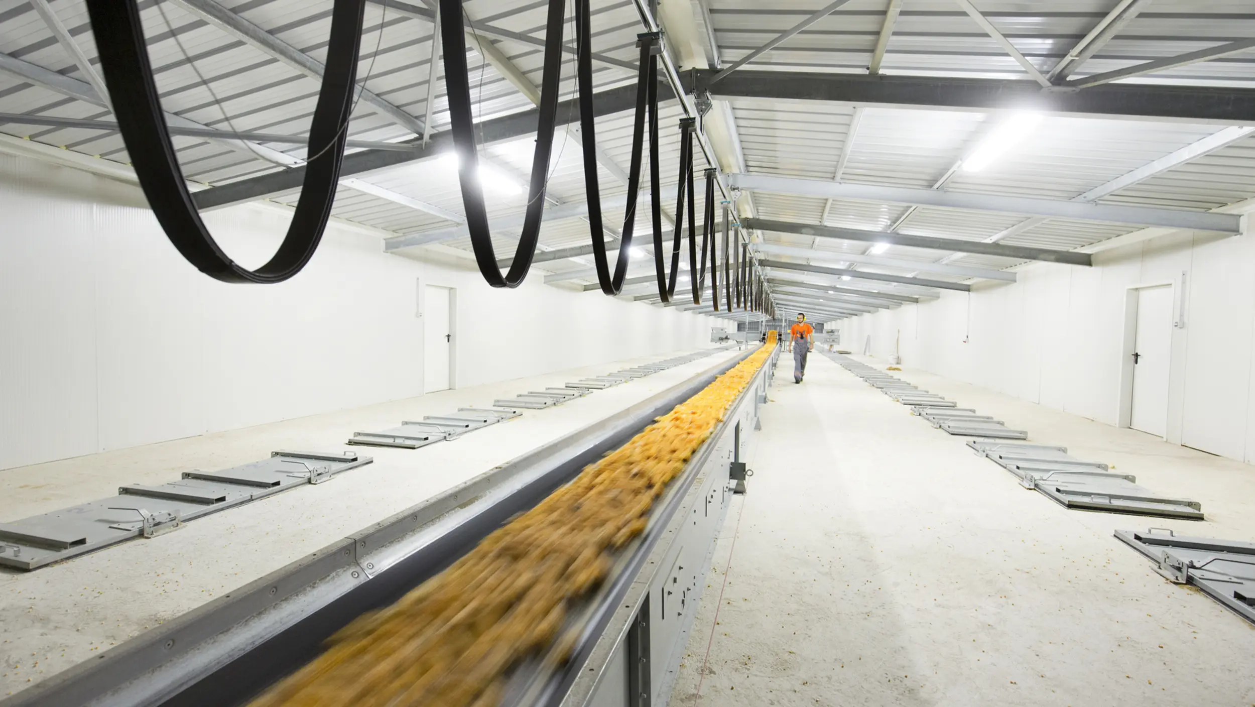 Produkcia kukuričných semien 