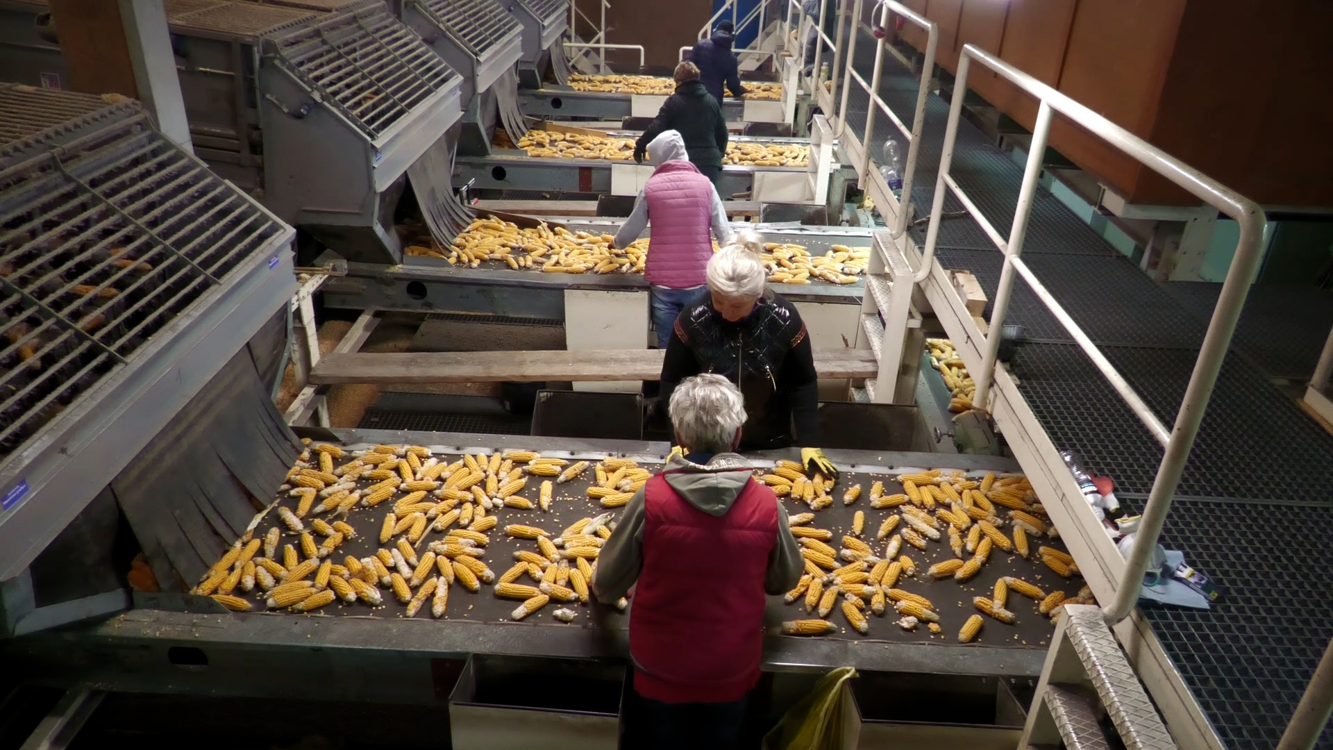 Triedenie produkcie kukuričných semien