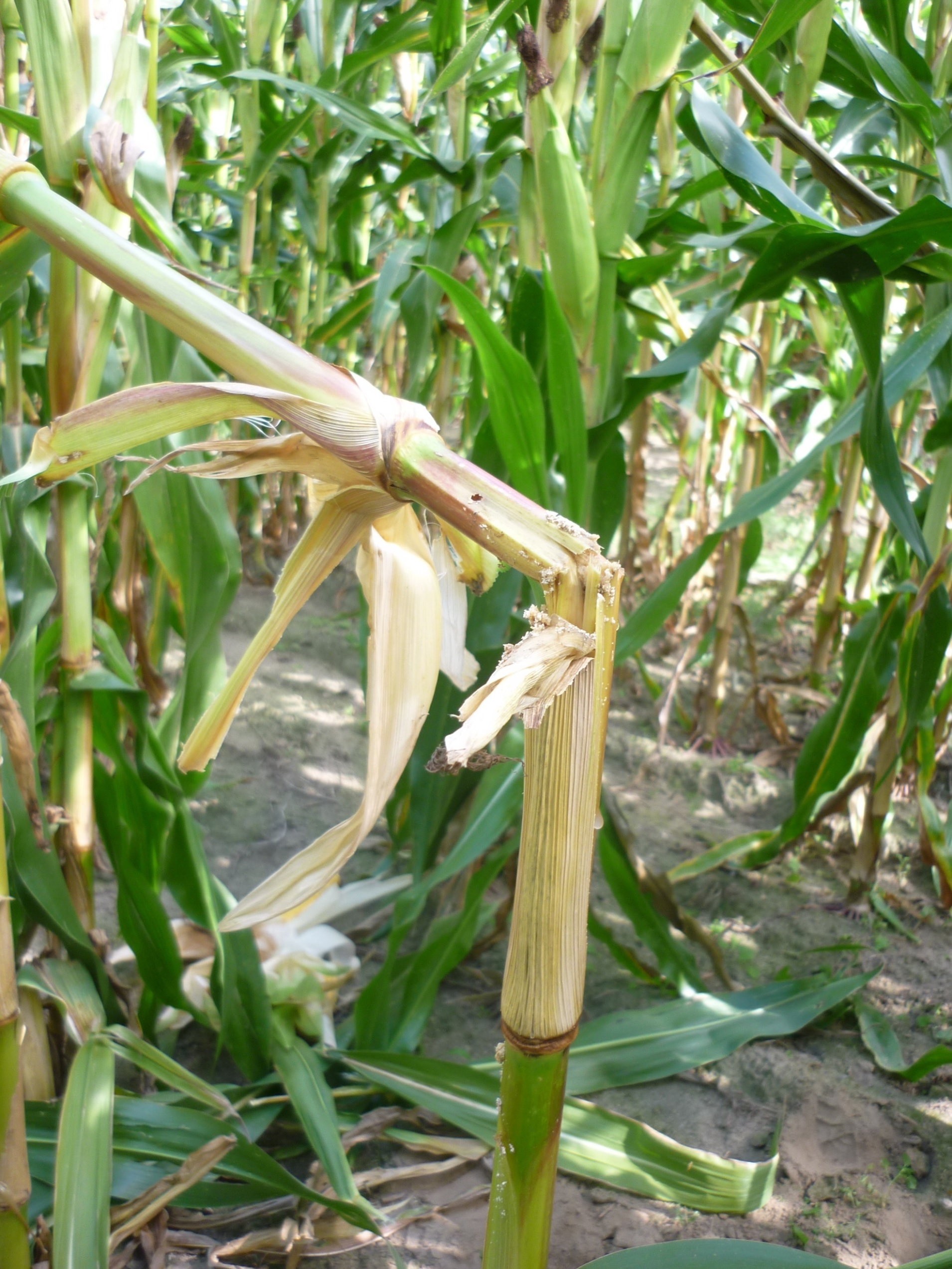 Savijene biljke kao posljedica ishrane kukuruznog moljca