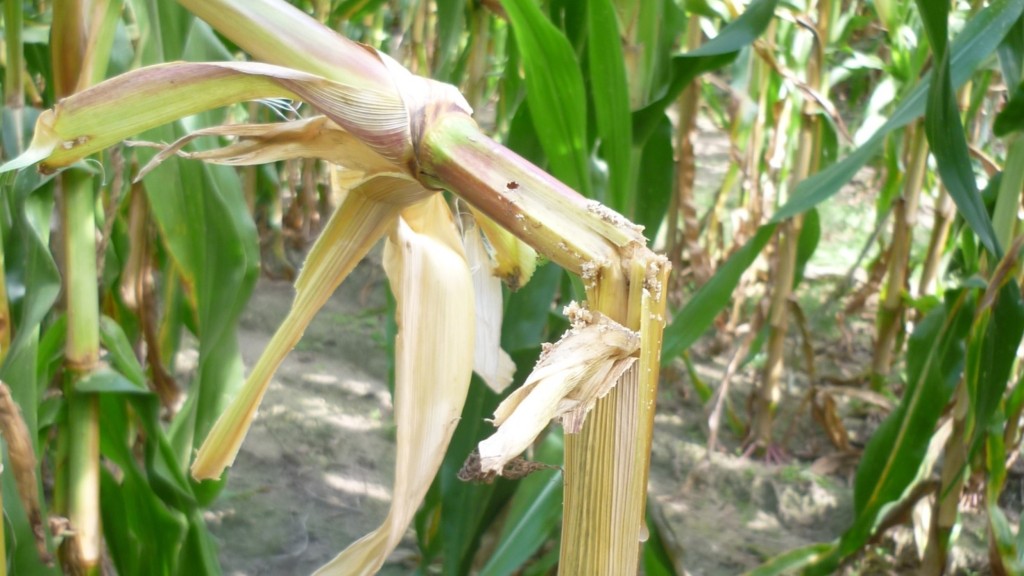 Savijene biljke kao posljedica ishrane kukuruznog moljca
