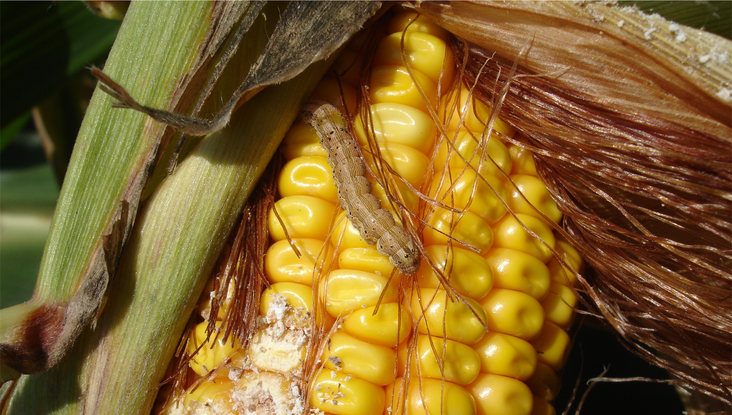 Infestation de la pyrale du maïs sur un épi de maïs