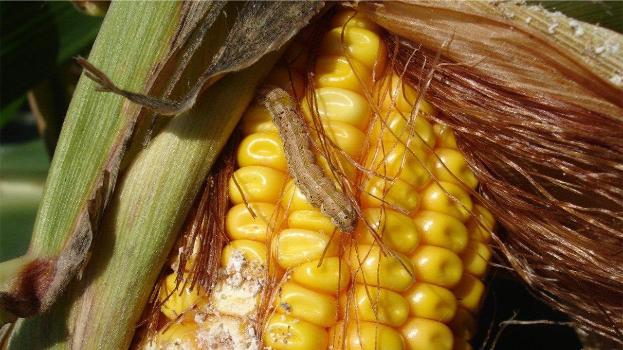 Invazija kukuruza na kukuruznoj kukuruzi