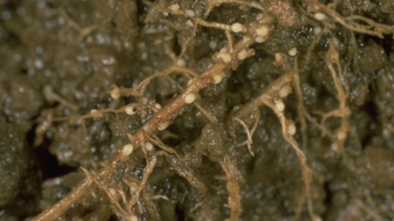 Nematoden Schädlinge Bestandesführung Beratung KWS Suisse