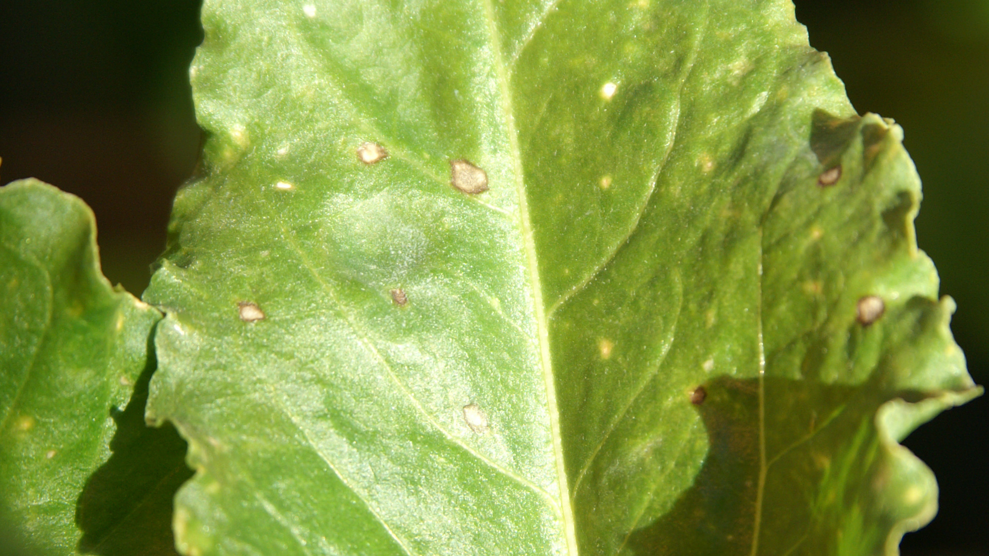 Cercospora
