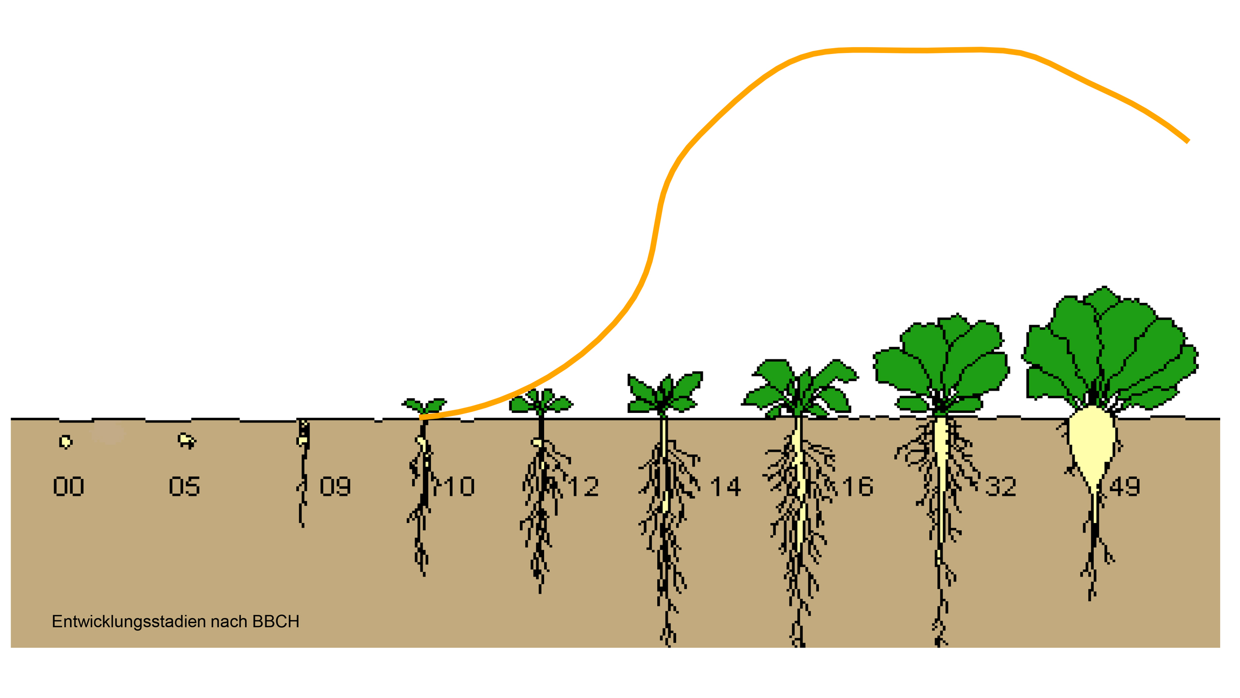 Abbildung 1: Schematische Darstellung des Bor-Bedarfs während der Entwicklung der Zuckerrübe 