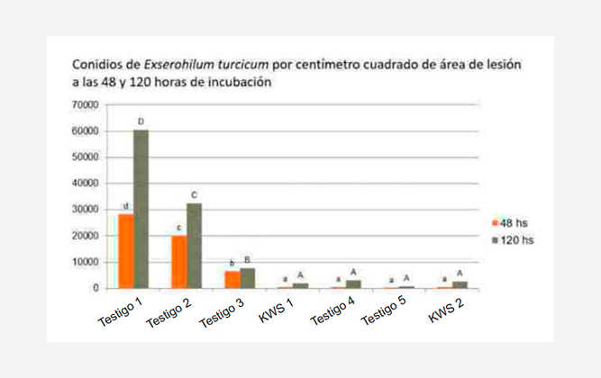 Gráfico 1: Comportamiento de diferentes materiales evaluados  como la producción de conidios de Exserohilum turcicum  generados por cm2 a las 48 h y 120 h. La menor producción de  esos conidios disminuye la agresividad de nuevas infecciones ante  condiciones favorables. 