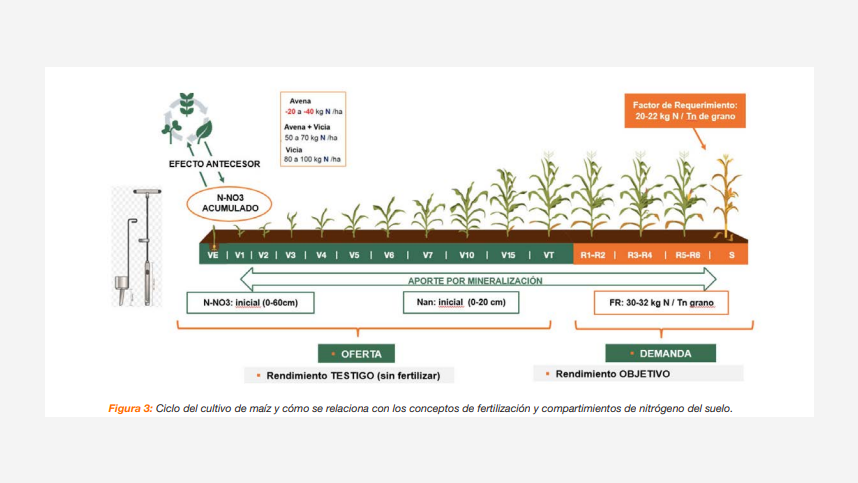 Figura 3: Ciclo del cultivo de maíz y cómo se relaciona con los conceptos de fertilización y compartimientos de nitrógeno del suelo