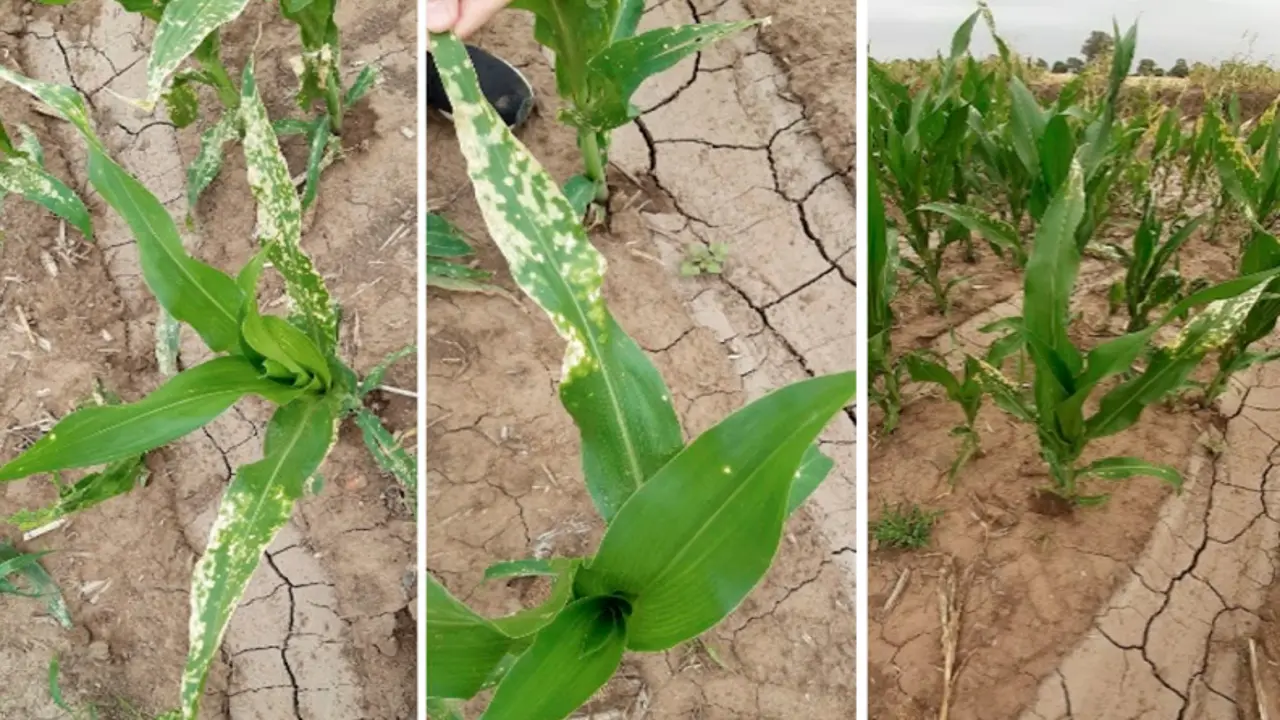 Imagen 4: Daño generado por herbicida sobre el cultivo de maíz.  El daño no progresa sobre las hojas afectadas ni sobre las hojas  nuevas, observándose en un solo estrato de la planta.
