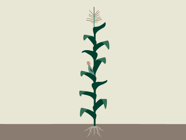 cultivent_ma_schadbildfinder_ST_63.png