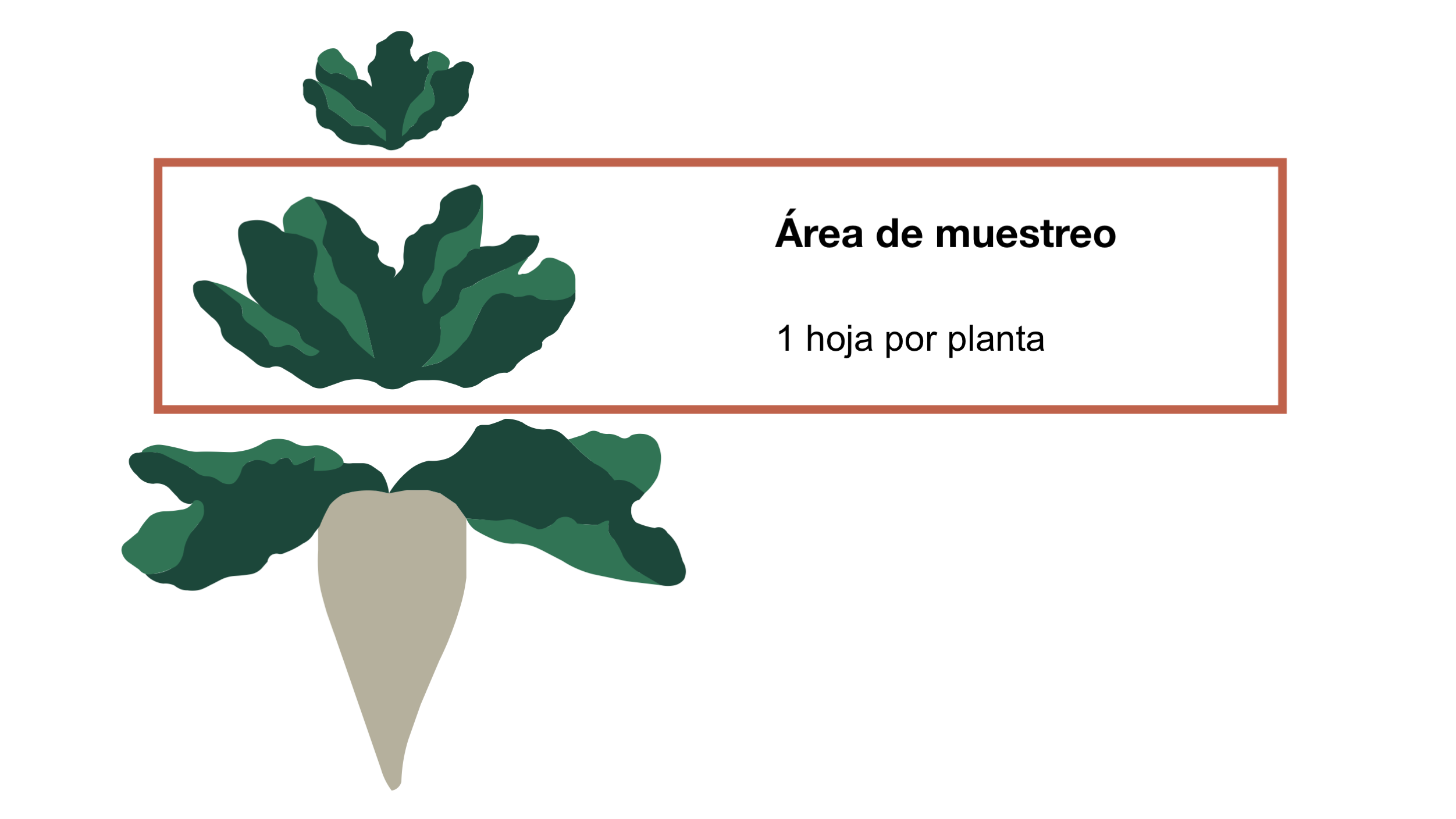 Método de desplume de las hojas para la remolacha azucarera
