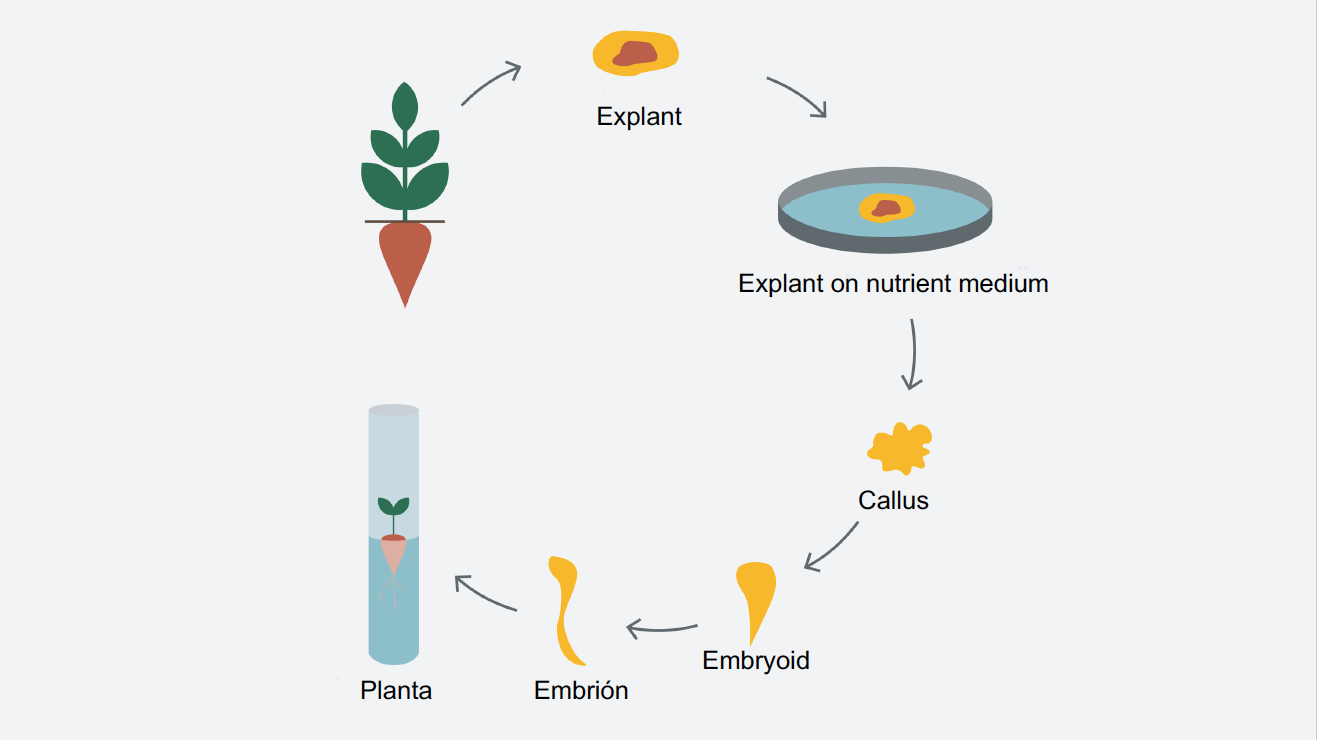 kws_cultivo_celular_y_estructural_planta_1.png