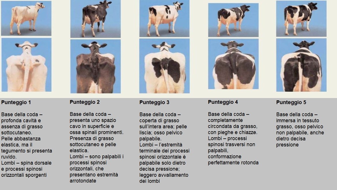 Fonte: "Cow Signals" modificato, Jan Hulsen 