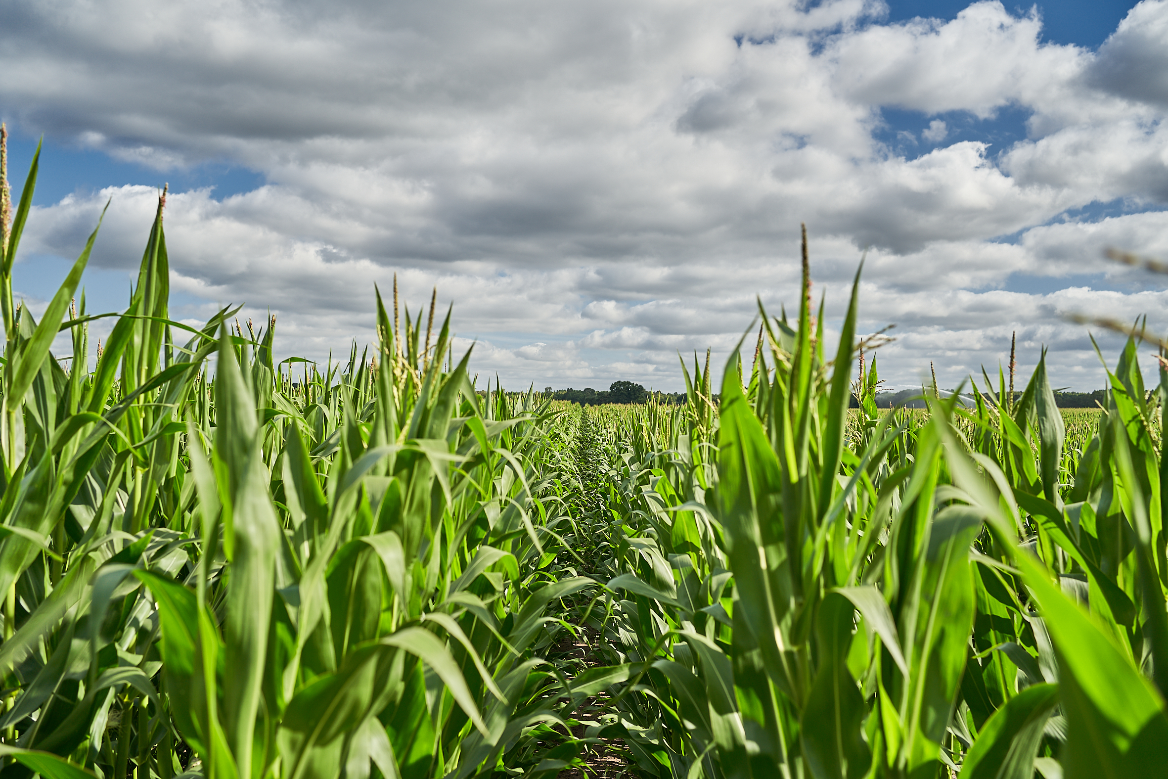 Nouvelles variétés de maïs KWS 2025 – Du précoce au tardif, en grain et fourrage