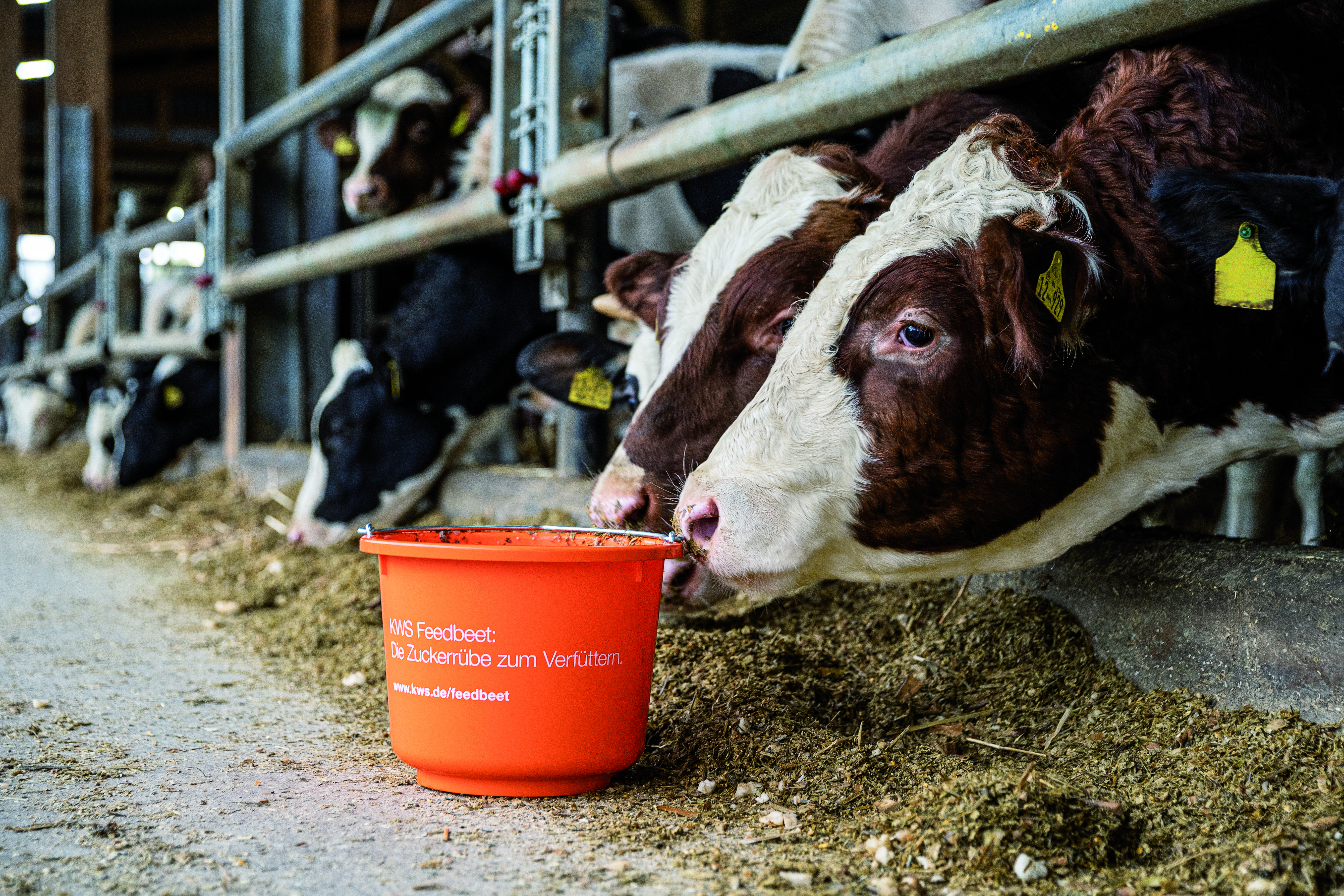 KWS-row-of-cows-being-feeded-with-organge-bucket.jpg