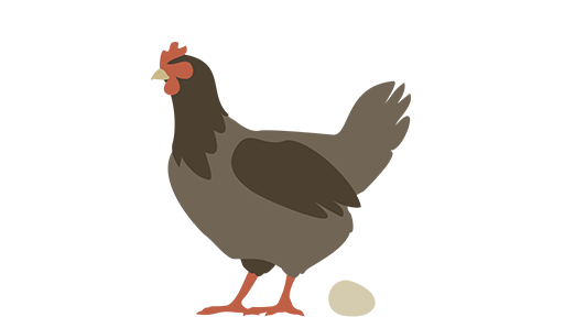 Seed2Feed_Poultry_Laying_Hen.png