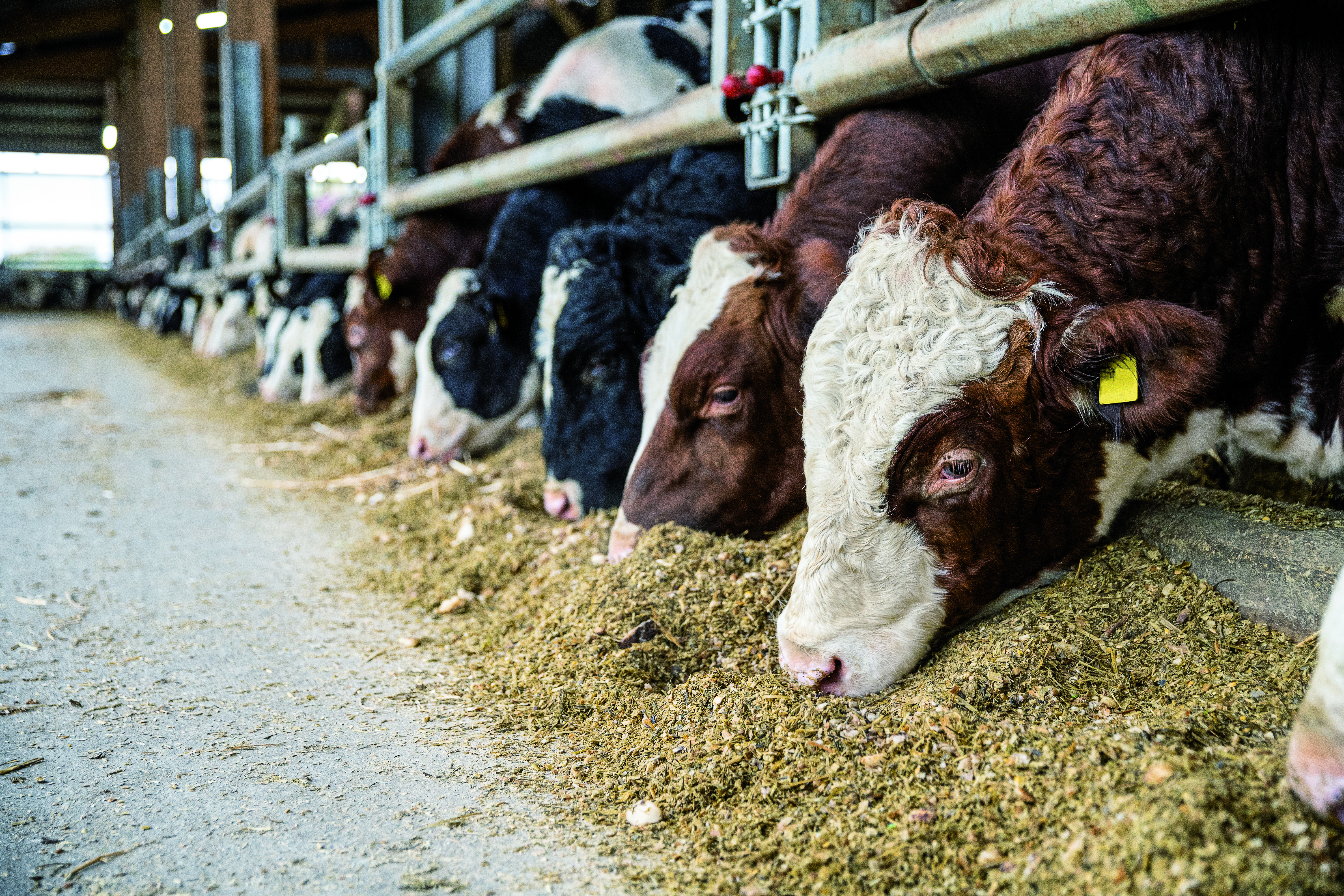 kws_seed2feed_consultant_and_farmer_looking_at_feed_beet_fodder.jpg