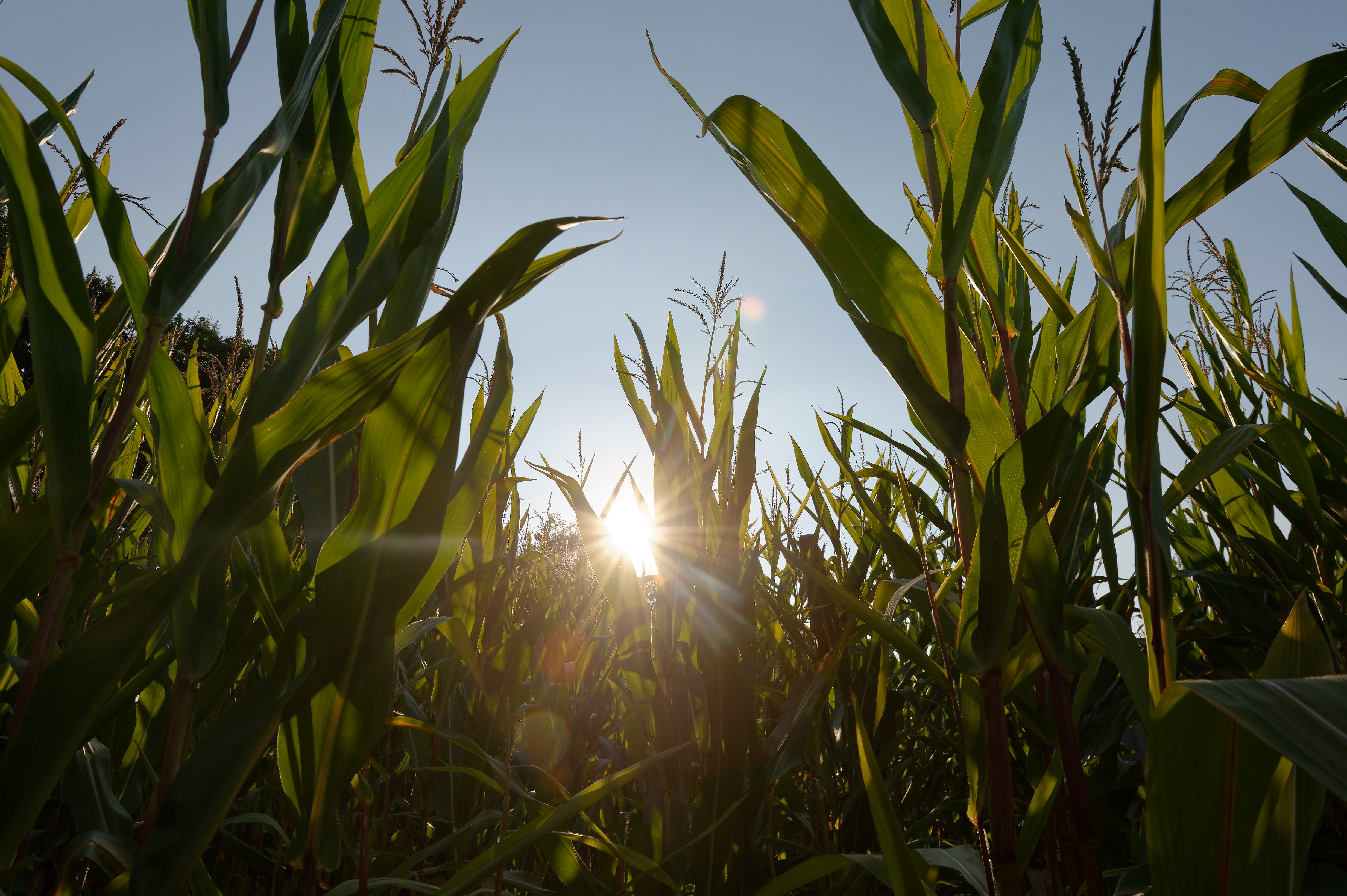 Corn field in the sun. maize varieties, maize uk