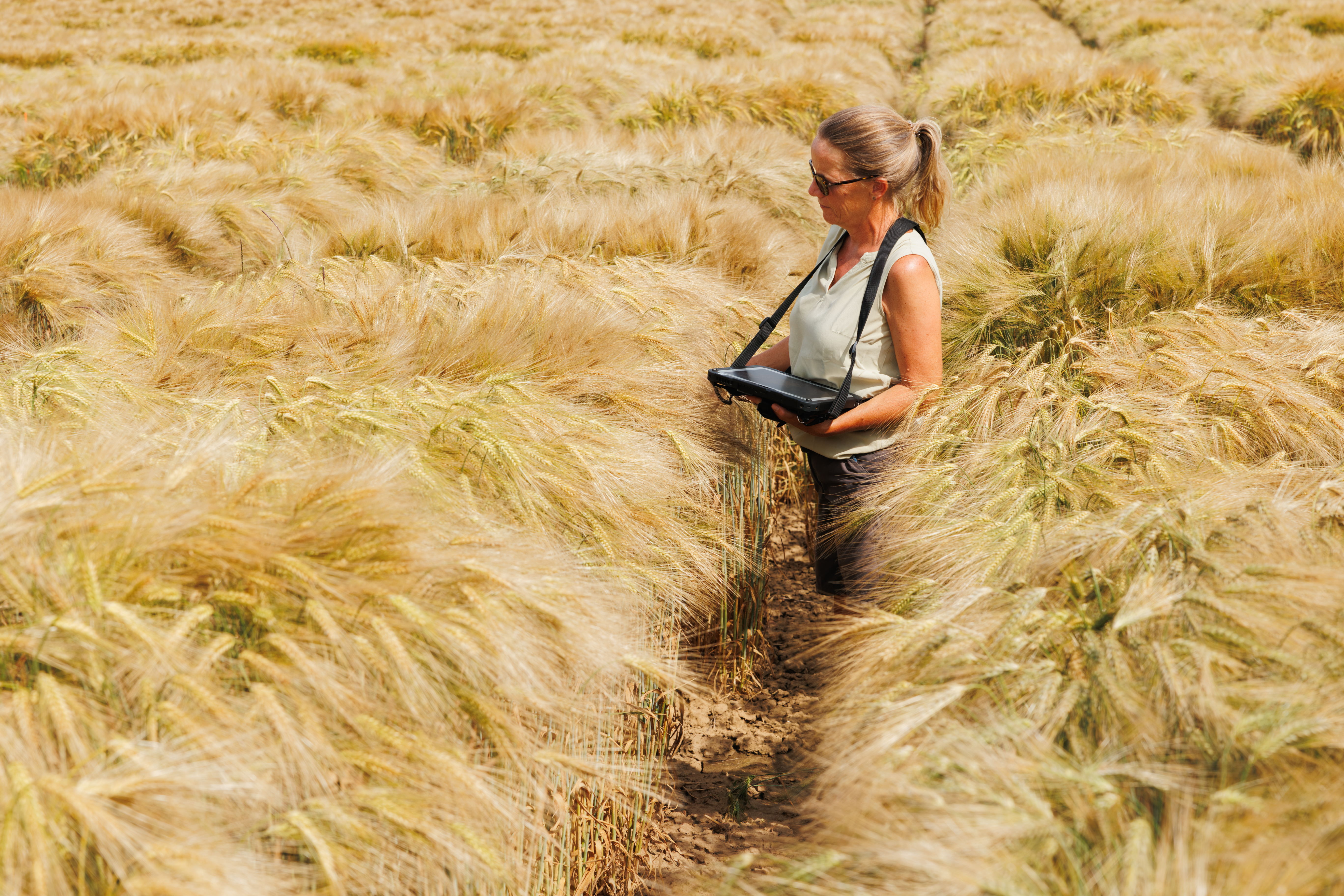 A female breeder with a research tablet in a high grown, nearly matured cereal field 