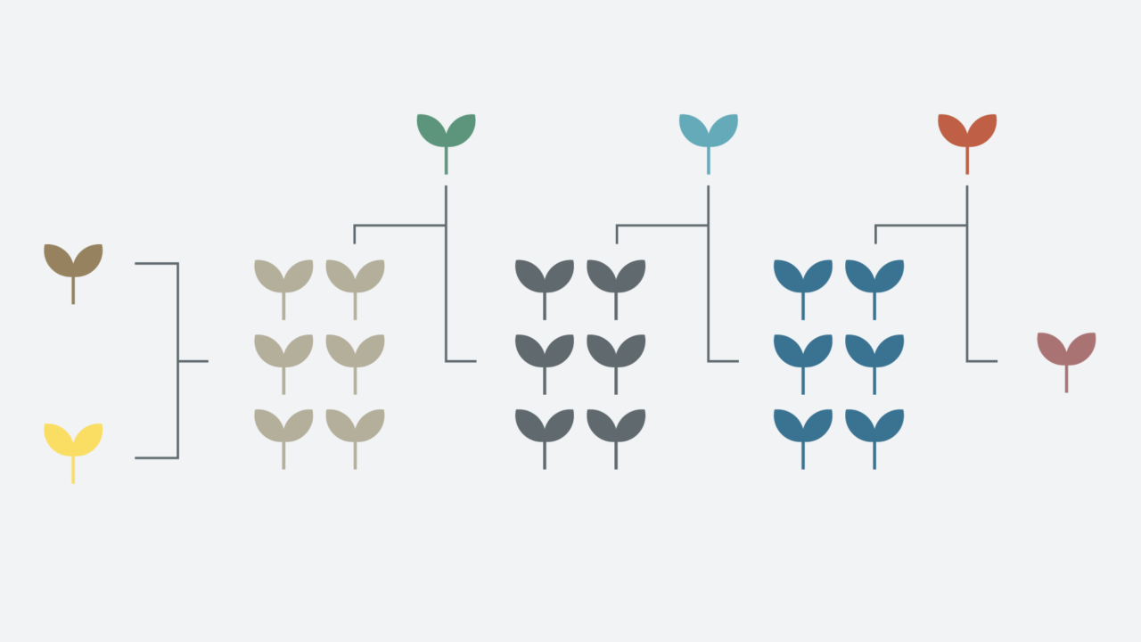 Después del primer cruce de dos plantas parentales (en el extremo izquierdo), los mejoradores cruzan nuevas plantas con las descendientes una y otra vez. Al final, normalmente solo al cabo de muchos años, se obtiene una planta con las propiedades deseadas. 