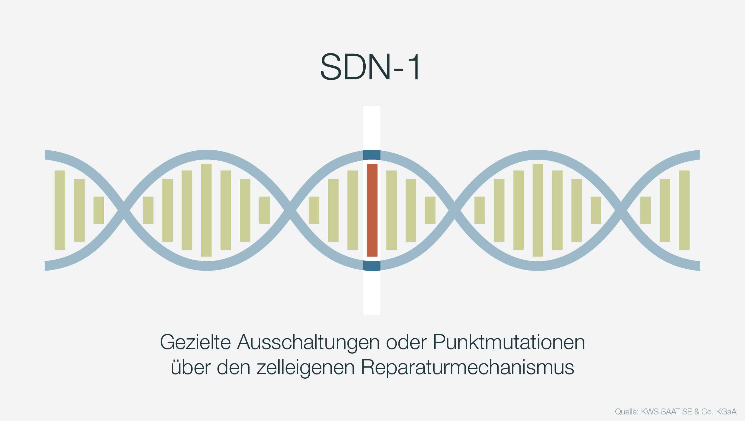 Infografik zur DNA-Manipulation SDN-2