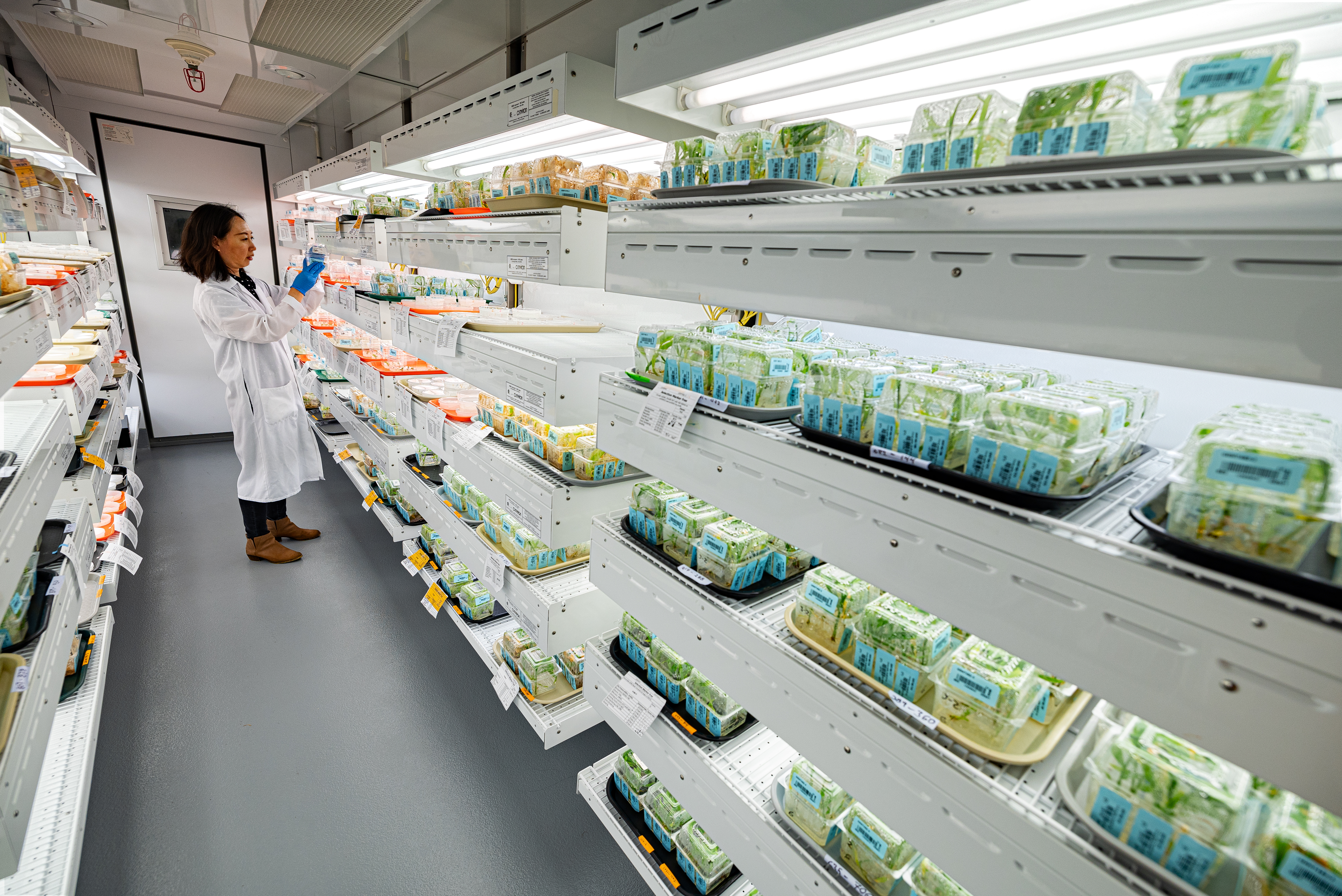 Woman standing in a laboratory in the gateway research center analysing plant samples