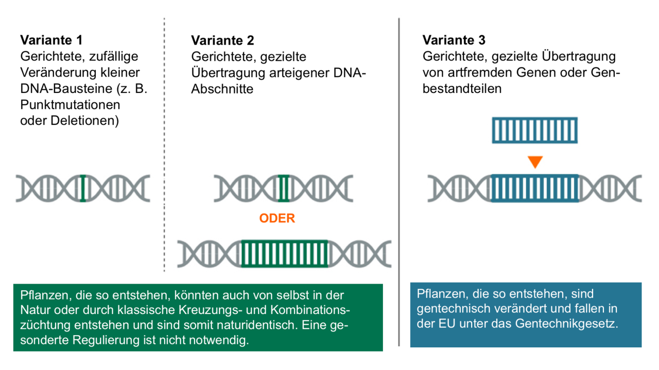 KWS_infografik_anwendungsvarianten_des_genome_editing.png