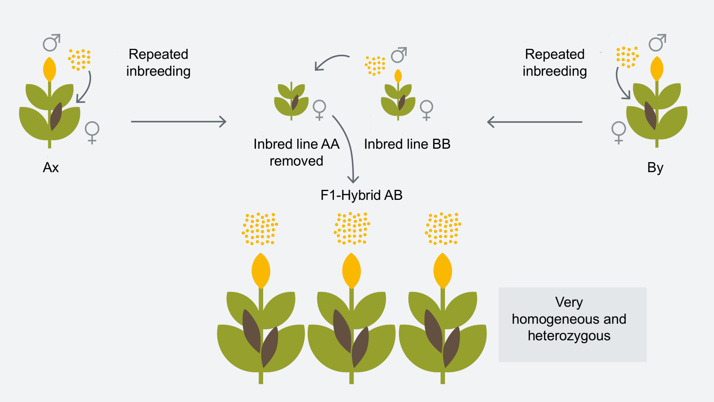 Инбридинг чистые линии. Инбридинг. Hybridization Plant. Инбридинг растений примеры. Инцухт в селекции.