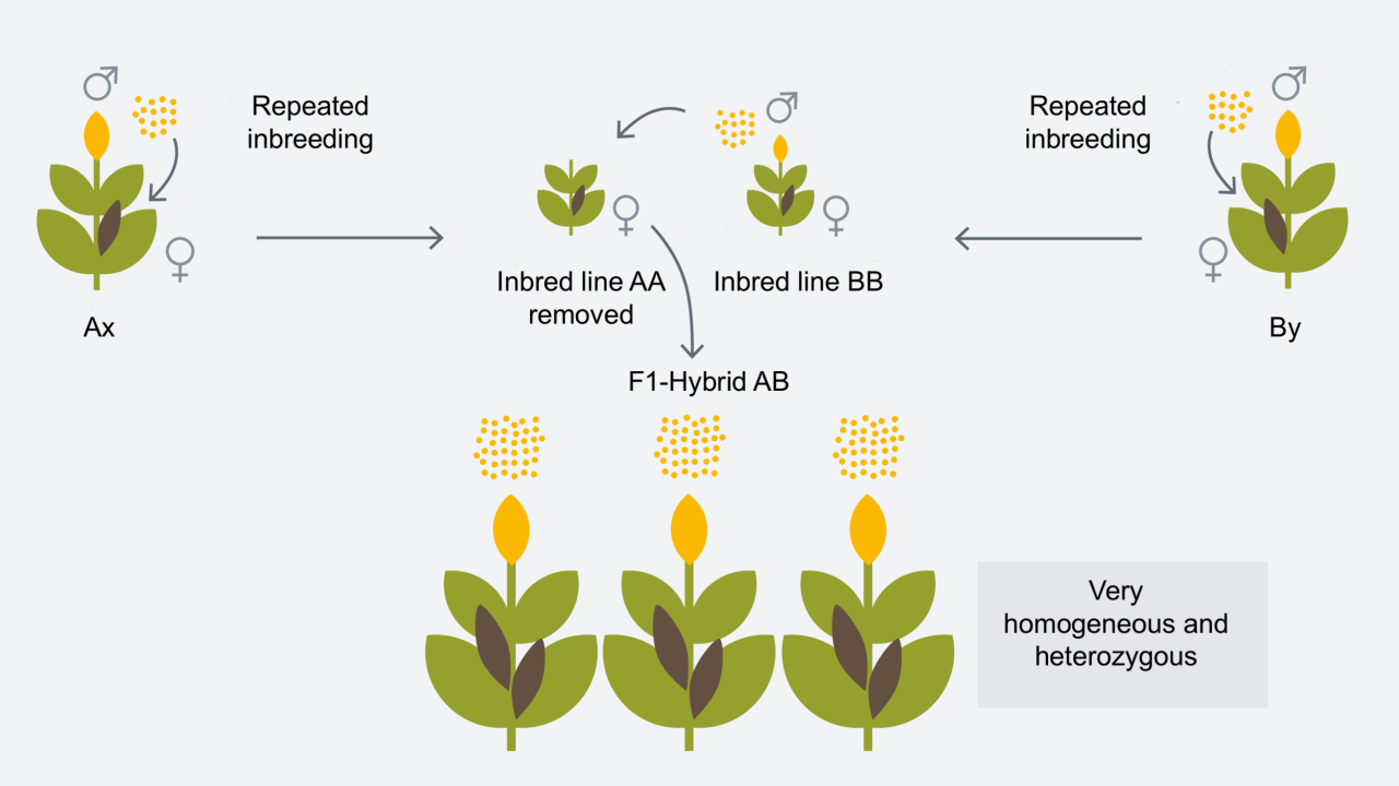 How many plants. Инбридинг. Hybridization Plant. Инбридинг растений примеры. Инцухт в селекции.