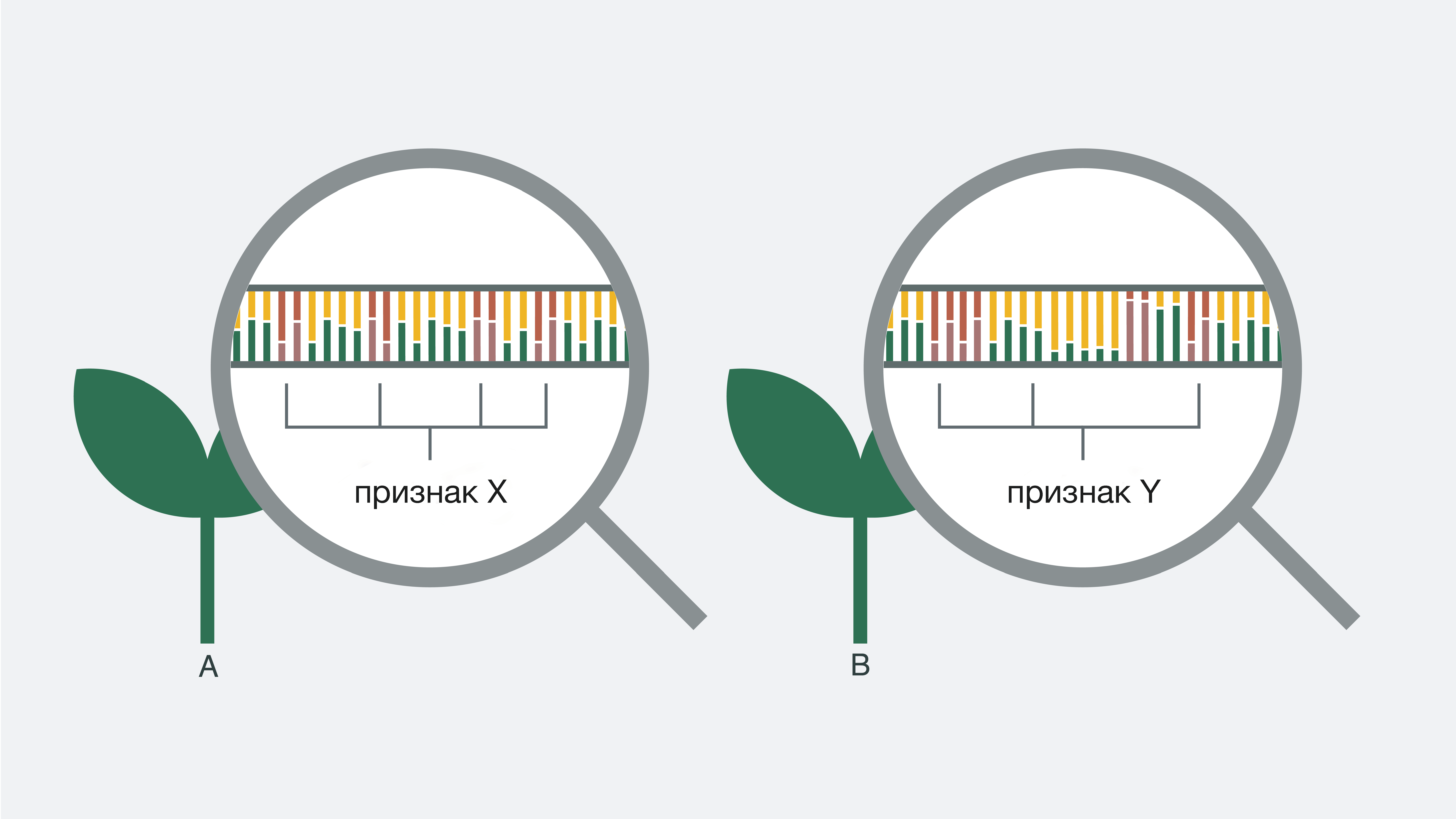 KWS-RU-Innovation-Infographic-genome-research.png