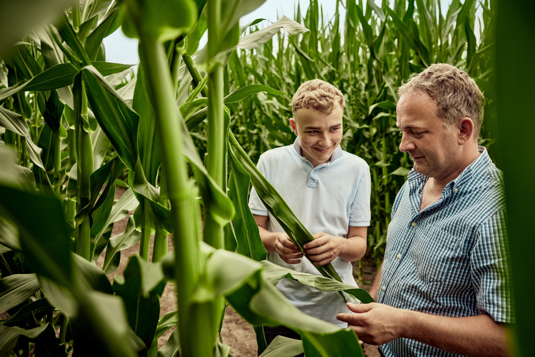 KWS-haenigsen-corn-father-and-son.png