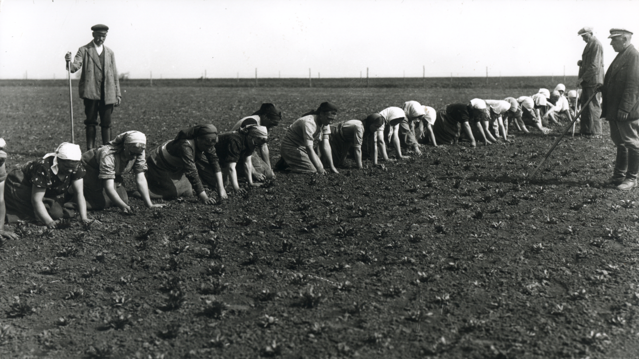 Women singling beets by hand, before 1945