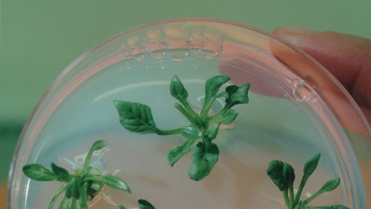 Petri dish with in vitro sugarbeet seedlings