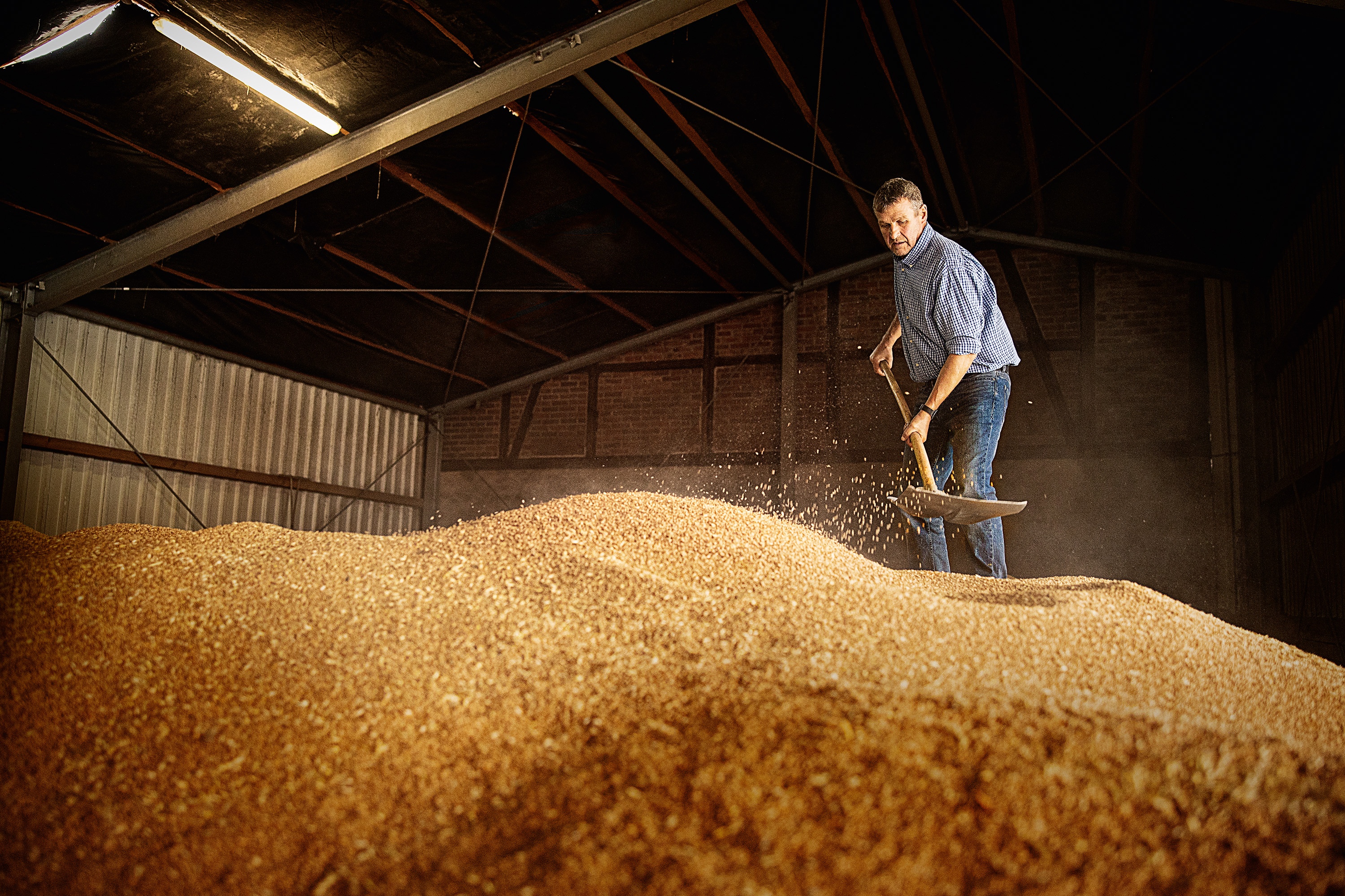 KWS_farmer_shovels_grain.jpg