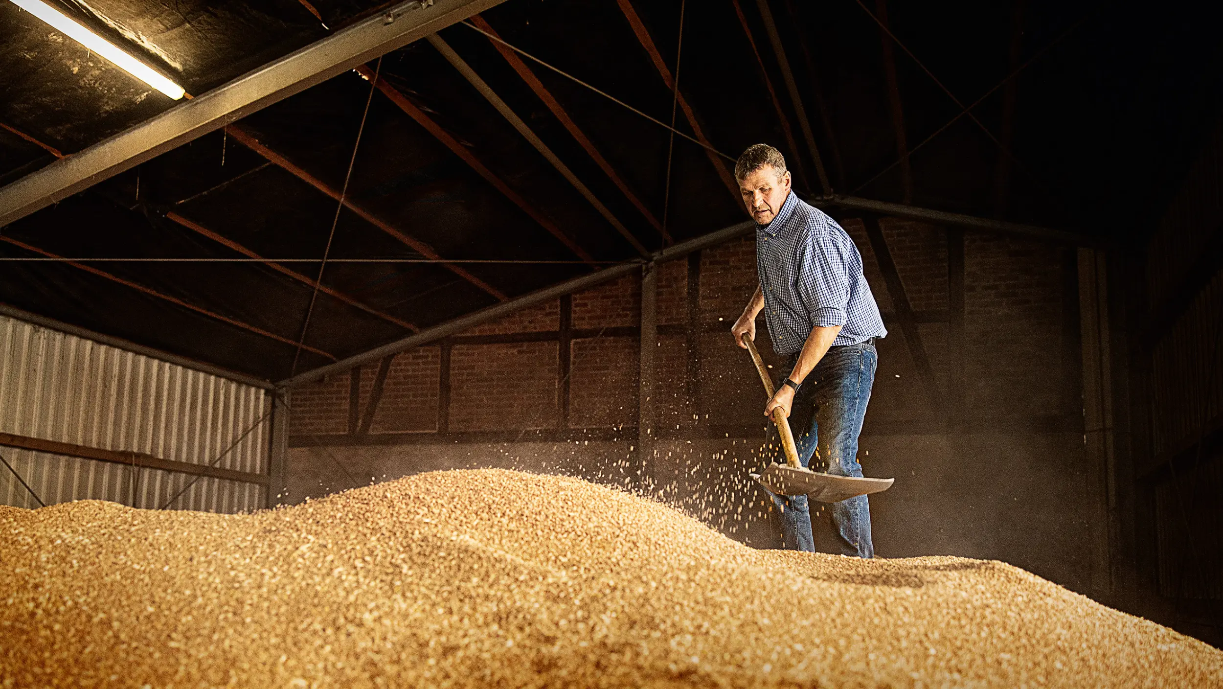 A farmer loosens his grain harvest in the attic with a shovel for drying