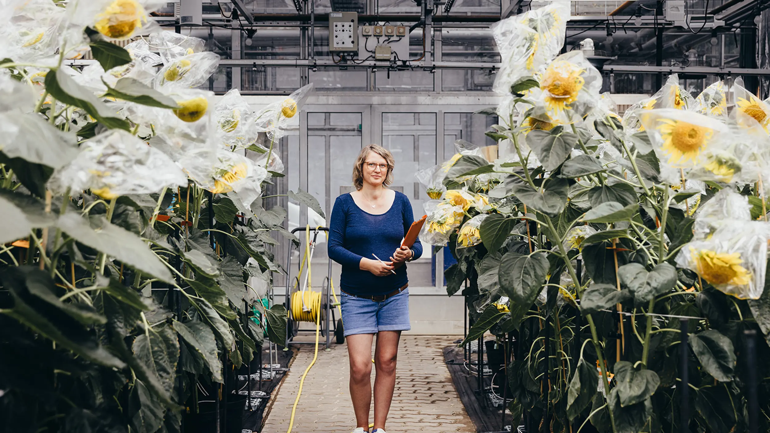 Eine KWS-Mitarbeiterin geht an ihrem Arbeitsplatz in der Aufzucht von Sonnenblumen durch die Pflanzenreihen