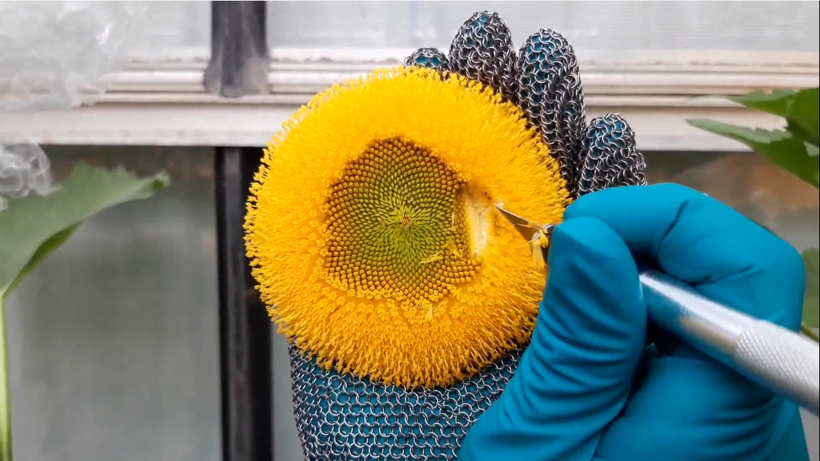 Sunflower seed harvesting