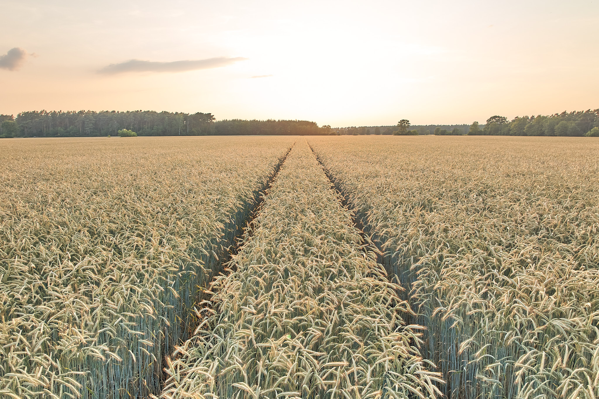KWS_rye_plants_in_the_field_DJI_0621.jpg