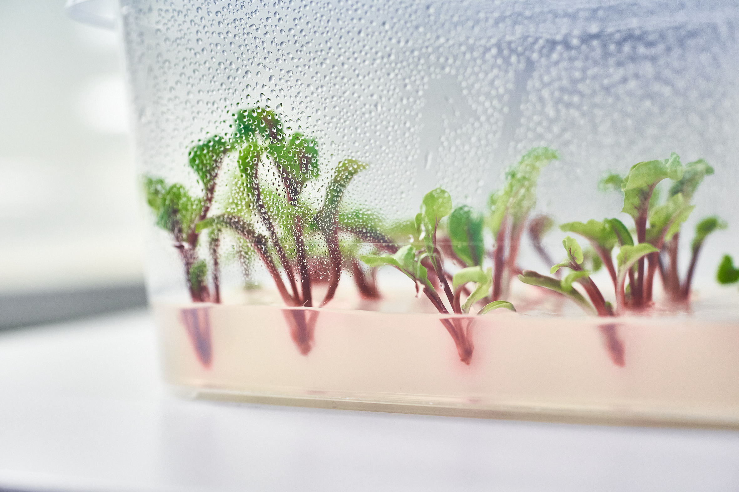 Tiny plants growing in a container in liquid in a lab surrounding